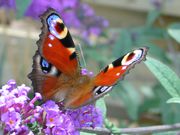 Fly butterfly